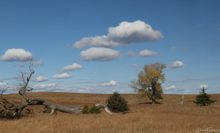 On The Road - Albatrossity - October in the Sandhills #2 1