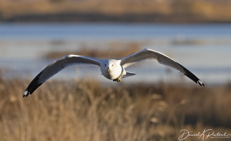 On The Road - Albatrossity - Fall in Flyover Country #3 7