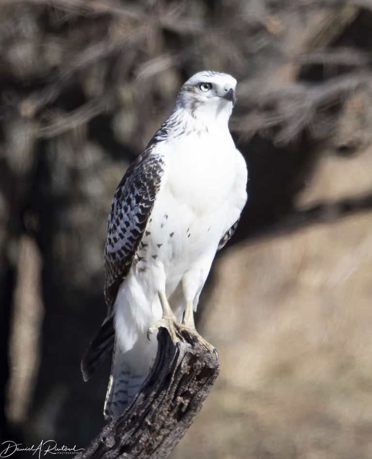 On The Road - Albatrossity - Fall in Flyover Country #4