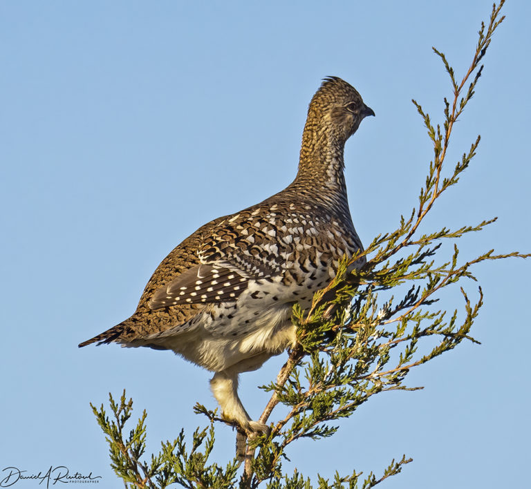 On The Road - Albatrossity - October in the Sandhills #1 1