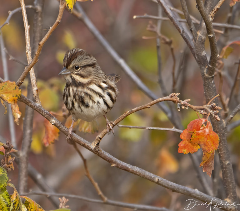 On The Road - Albatrossity - October in the Sandhills #2 4