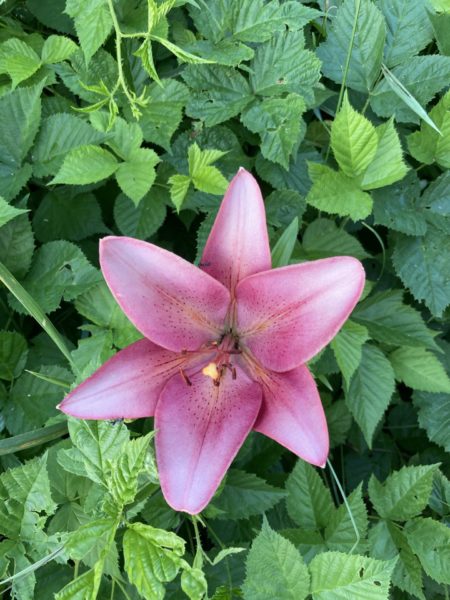 Six Petal Pink Bloom