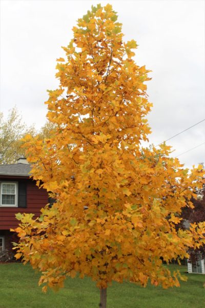 Tulip Tree