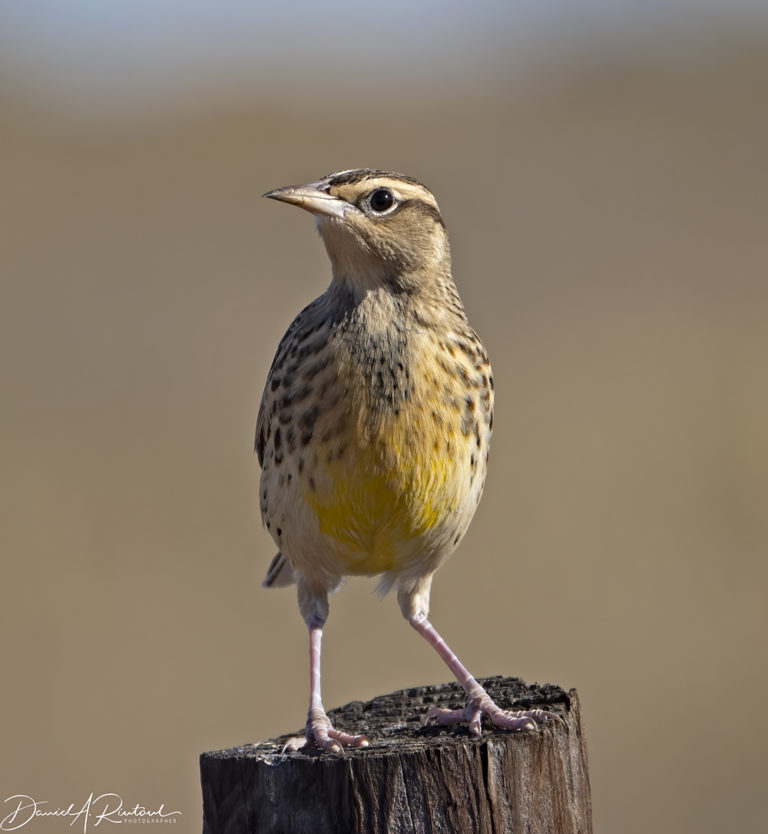 On The Road - Albatrossity - October in the Sandhills #2 7