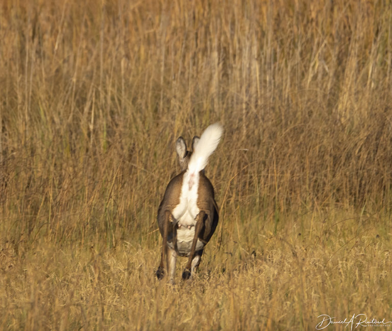 On The Road - Albatrossity - Fall in Flyover Country #3 5