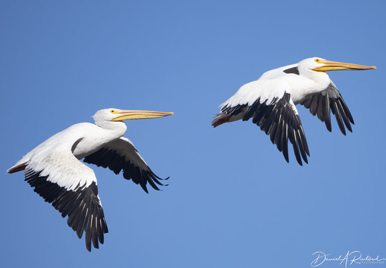 On The Road - Albatrossity - Fall in Flyover Country #3 3