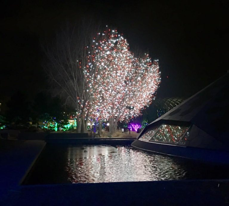 On The Road - UncleEbeneezer - "Blossoms of Light" at Denver Botanical Gardens, December 2018 3