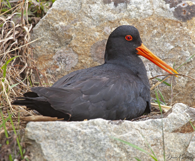 On The Road - Albatrossity - New Zealand - #5 8