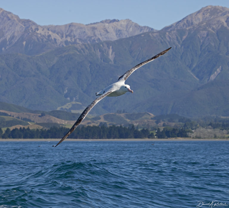 On The Road - Albatrossity - New Zealand - #3 7