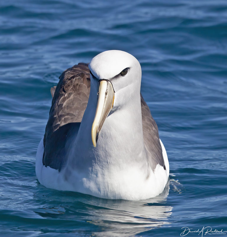 On The Road - Albatrossity - New Zealand - #4 7