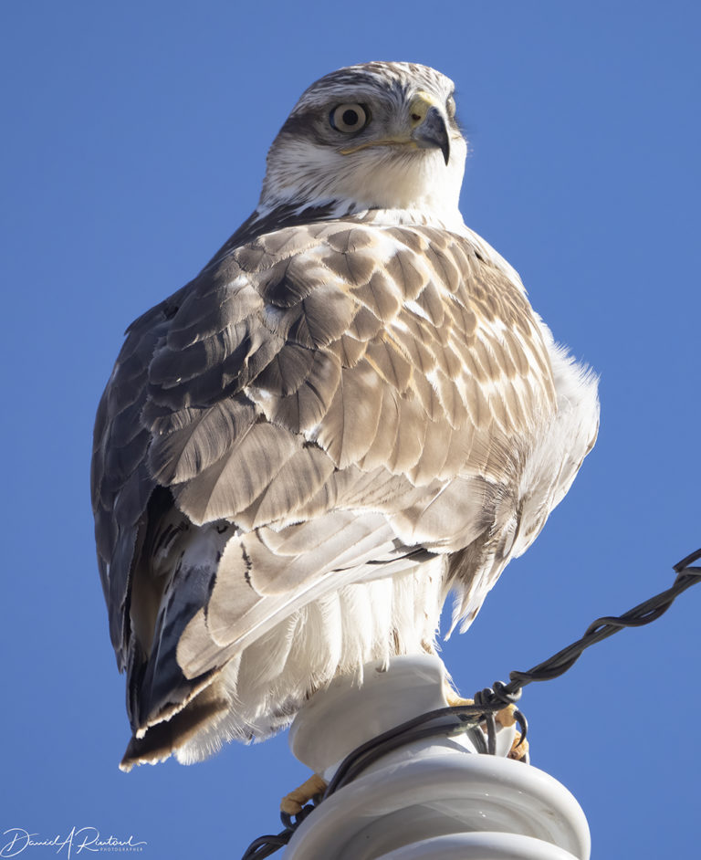 On The Road - Albatrossity - Winter Hawks of 2020 4