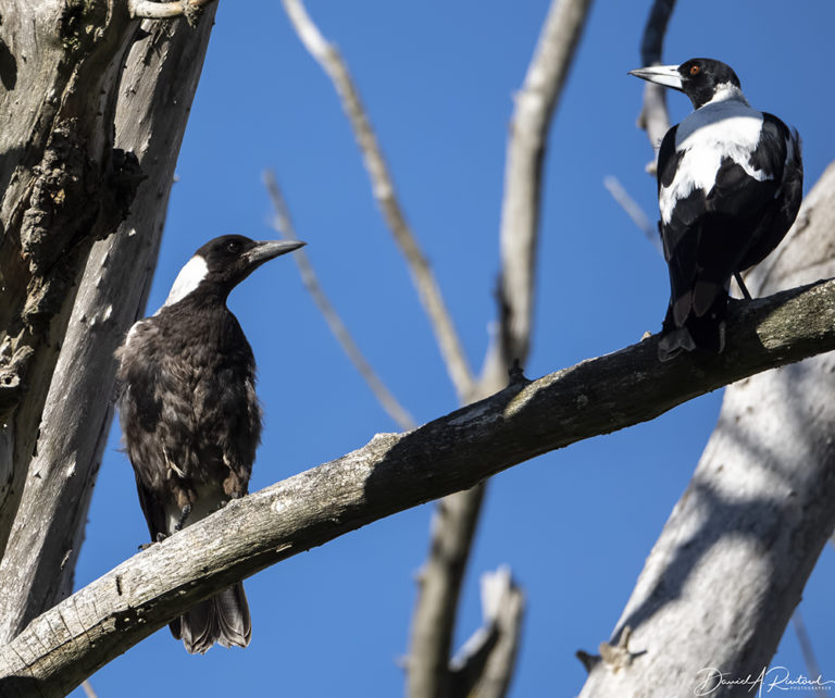 On The Road - Albatrossity - New Zealand - #2