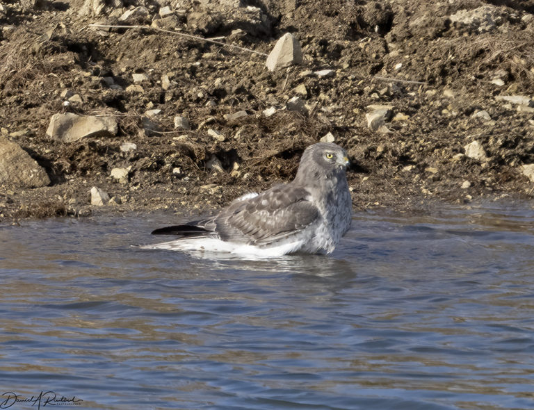 On The Road - Albatrossity - Winter Hawks of 2020 3