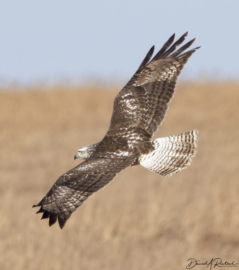 On The Road - Albatrossity - Winter Hawks of 2020 6