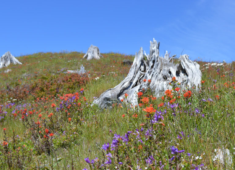 On The Road - Mike in Oly - Mt. St. Helens National Volcanic Monument