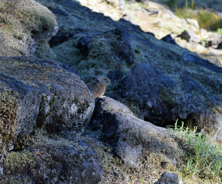 On The Road - Mike in Oly - Mt. St. Helens National Volcanic Monument 3