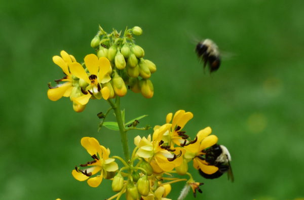 Bumblebees on wild senna