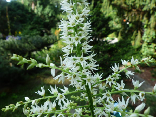 Sunday Morning Garden Chat: White Flowers for A White Winter