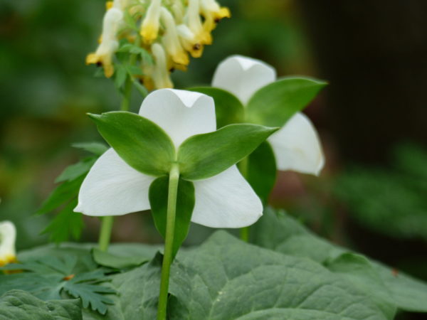 Sunday Morning Garden Chat: White Flowers for the Season 1