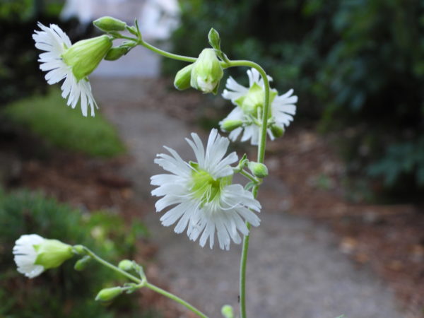 Sunday Morning Garden Chat: White Flowers for the Season 5