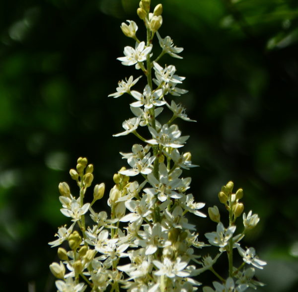 Sunday Morning Garden Chat: White Flowers for the Season