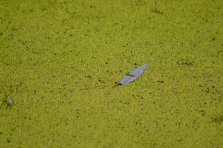 On The Road - Mike in Oly - Texture & Pattern in Nature: Flora 7