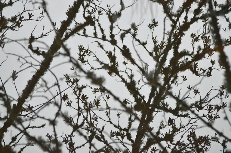 On The Road - Mike in Oly - Texture & Pattern in Nature: Flora 5