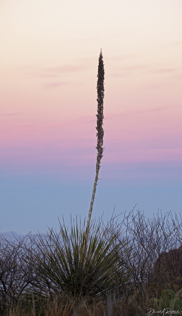 On The Road - Albatrossity - Big Bend National Park - #1 5