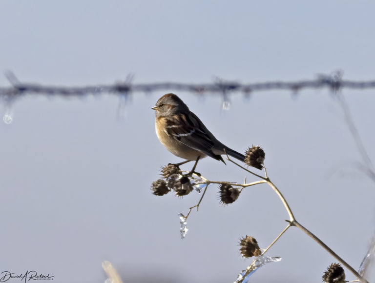 On The Road - Albatrossity - Winter in Flyover Country 1 7