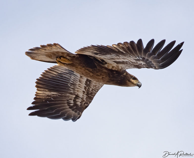 On The Road - Albatrossity - Winter in Flyover Country 3 8