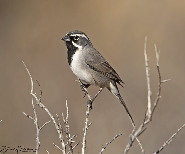 On The Road - Albatrossity - Big Bend National Park - #1 2