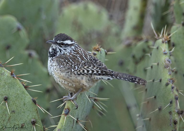 On The Road - Albatrossity - Big Bend National Park - #1 4