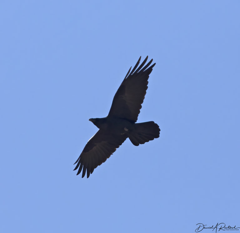 On The Road - Albatrossity - Big Bend National Park - #1 1