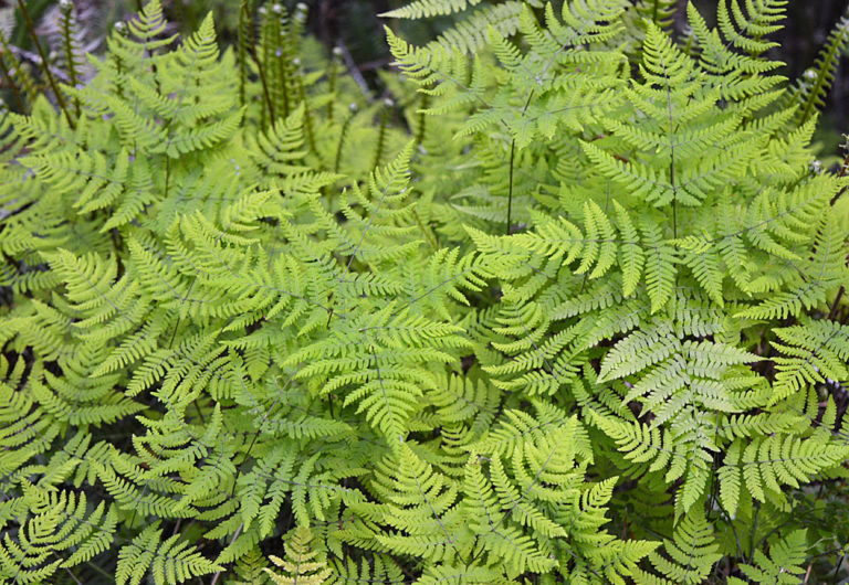 On The Road - Mike in Oly - Texture & Pattern in Nature: Flora 6