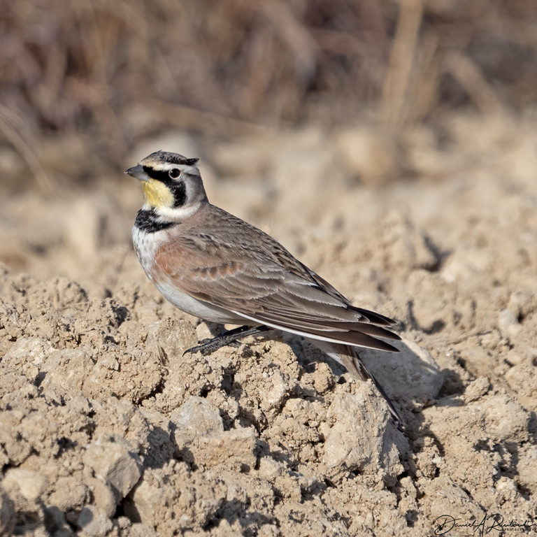 On The Road - Albatrossity - Winter in Flyover Country 3 5