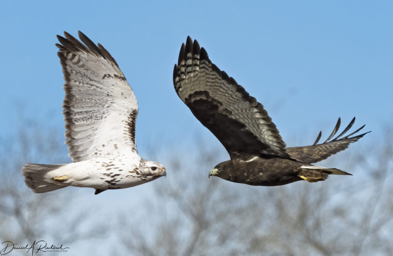 On The Road - Albatrossity - Winter in Flyover Country 3