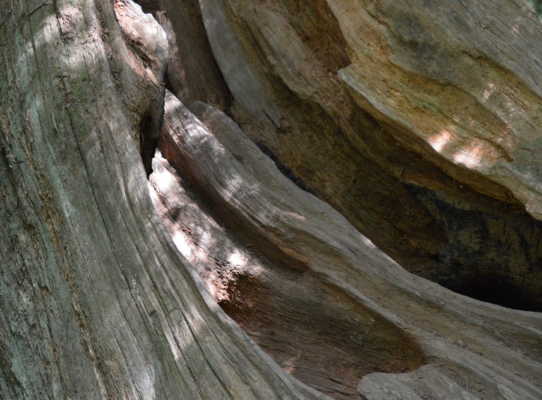 On The Road - Mike in Oly - Texture & Pattern in Nature: Wood 9