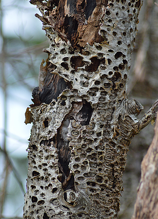 On The Road - Mike in Oly - Texture & Pattern in Nature: Wood 6