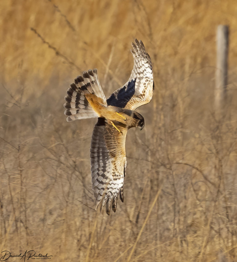 On The Road - Albatrossity - Winter in Flyover Country 2 6