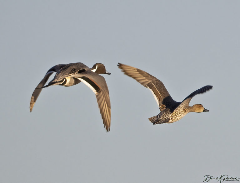 On The Road - Albatrossity - Winter in Flyover Country 2 8