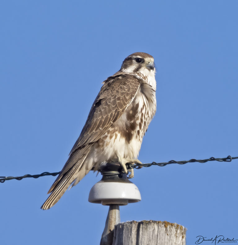 On The Road - Albatrossity - Winter in Flyover Country 1 6