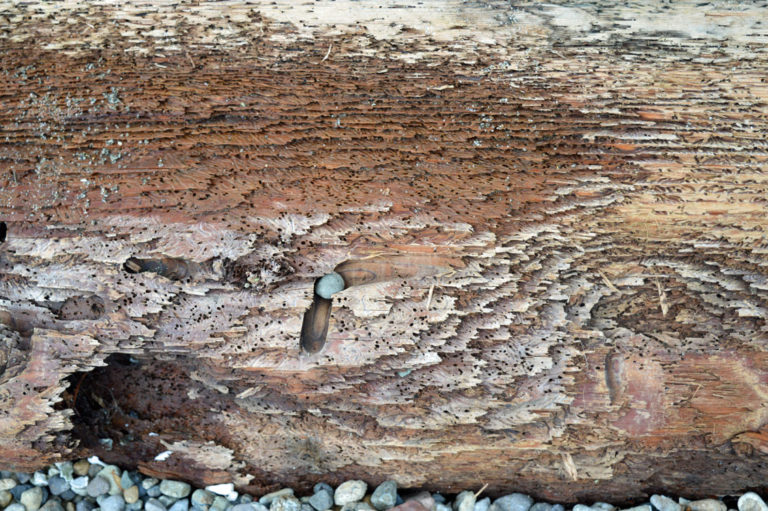 On The Road - Mike in Oly - Texture & Pattern in Nature: Wood 5