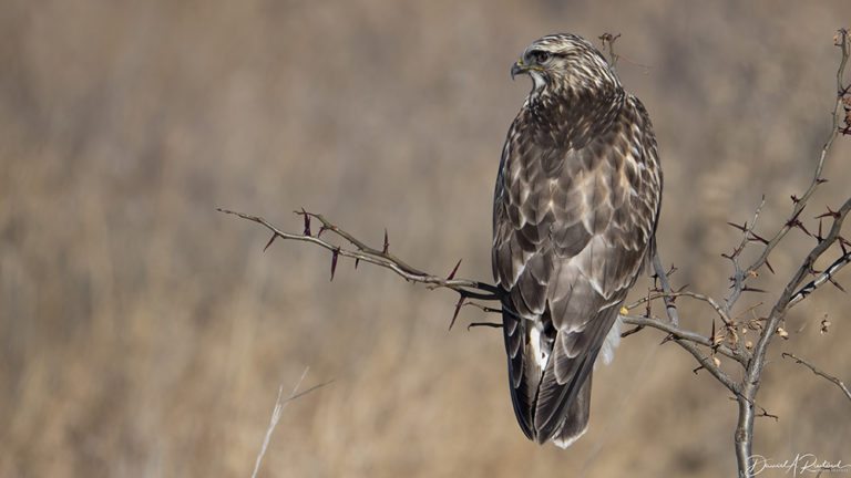 On The Road - Albatrossity - Winter in Flyover Country 1