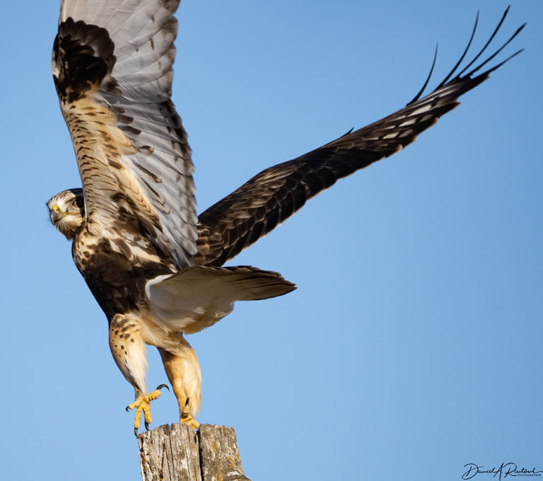 On The Road - Albatrossity - Winter in Flyover Country 3 9