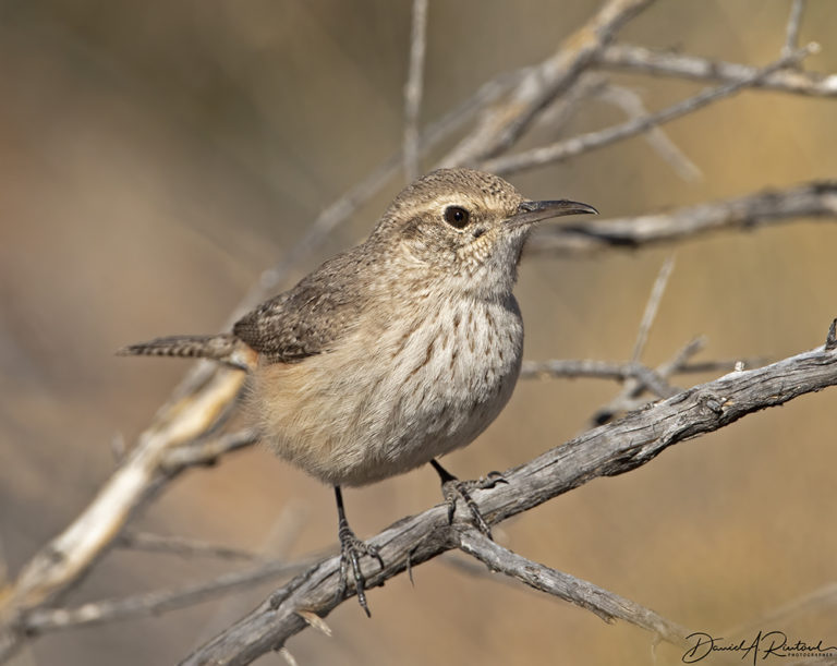 On The Road - Albatrossity - Big Bend National Park - #1 3