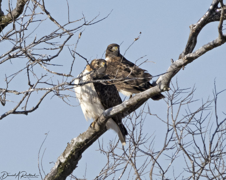 On The Road - Albatrossity - Winter in Flyover Country 1 4