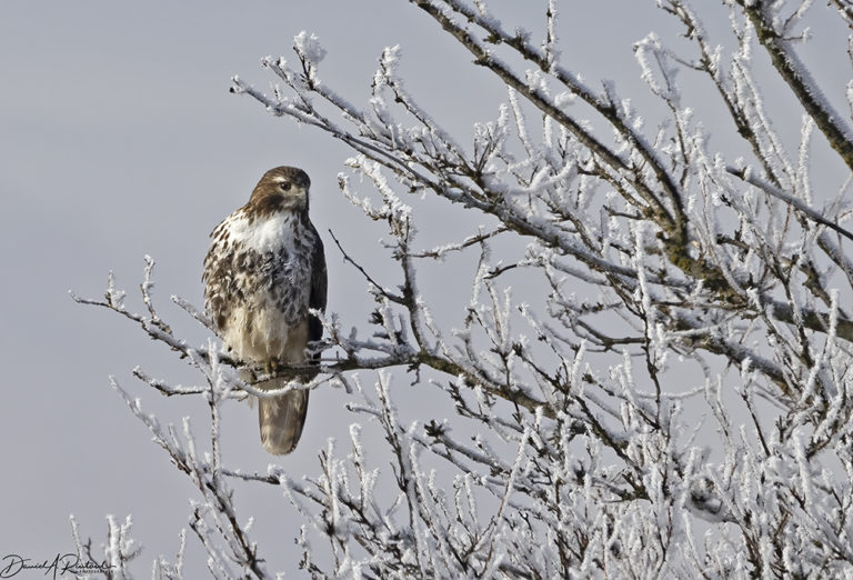 On The Road - Albatrossity - Winter in Flyover Country 2