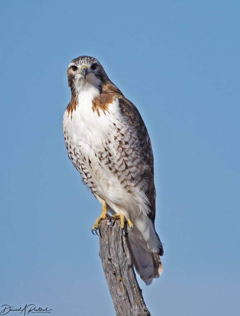 On The Road - Albatrossity - Winter in Flyover Country 3 4