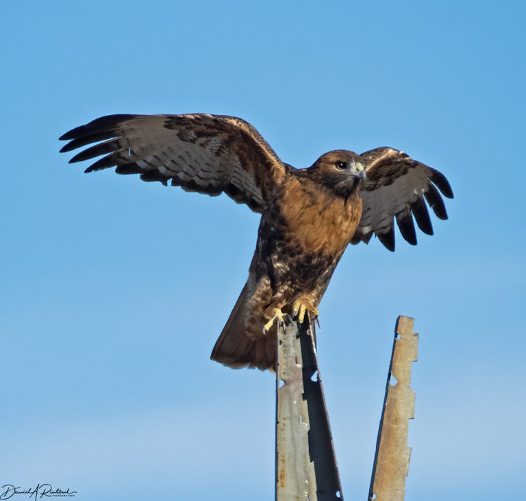 On The Road - Albatrossity - Winter in Flyover Country 3 3