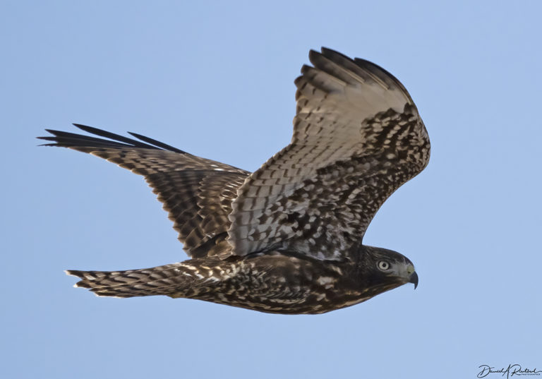 On The Road - Albatrossity - Winter in Flyover Country 1 2